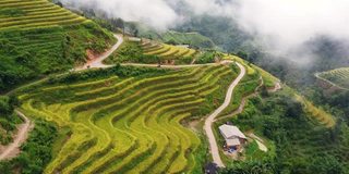 宏伟的黄色梯田在丘陵景观和蜿蜒的道路。