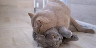 两只漂亮的灰色英国家猫咬，战斗，攻击，玩花蕾。特写镜头