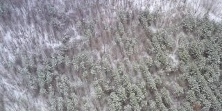 冬季在松树林中重新造林-轨道无人机拍摄。
