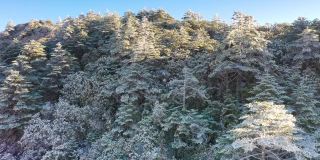 山坡上的树林覆盖着冰雪