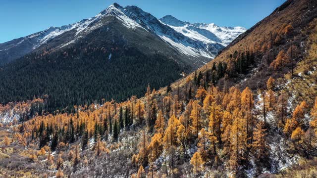 秋天的雪山下，有一片色彩斑斓的森林