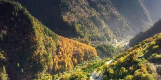 在一片金色的日本落叶松森林后面是一个新的西藏村庄