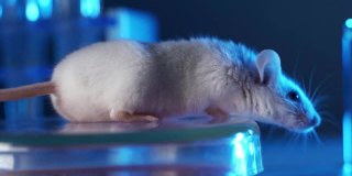 微生物实验室的小白鼠。小鼠在试管的背景下服用药物。概念-在动物身上测试药物疫苗和抗生素
