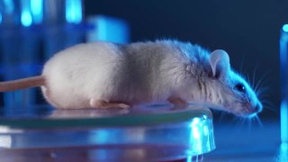 微生物实验室的小白鼠。小鼠在试管的背景下服用药物。概念-在动物身上测试药物疫苗和抗生素视频素材模板下载