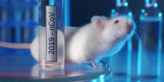 实验用小白鼠，带着一小瓶疫苗或冠状病毒药物。这一概念是开发和测试治疗冠状病毒的疫苗或药物。动物药物测试