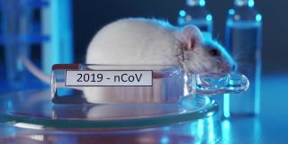 现代实验室里的白鼠。这一概念是为COVID-19冠状病毒研制疫苗。
