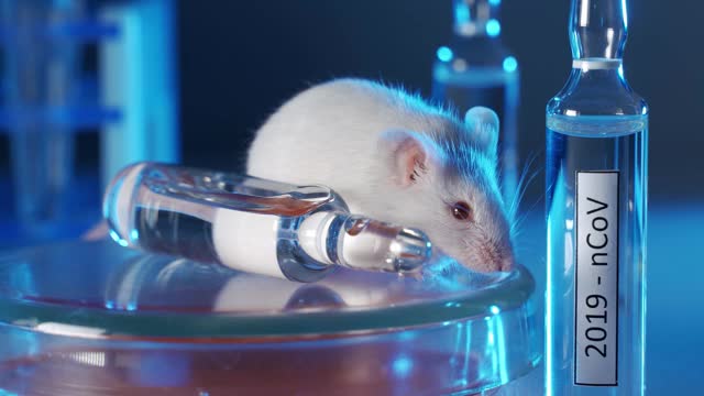科学家们正在实验室的白鼠身上测试一种冠状病毒疫苗