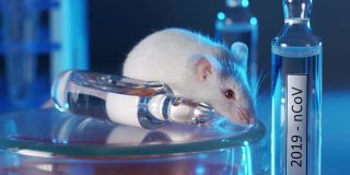 科学家们正在实验室的白鼠身上测试一种冠状病毒疫苗