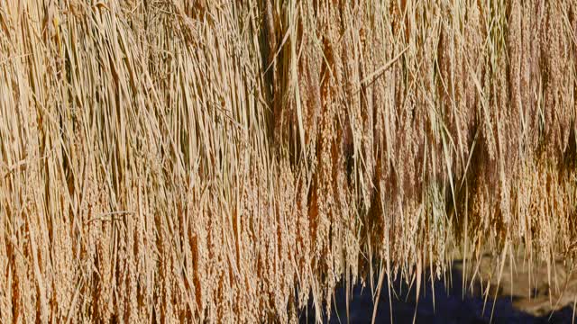 在收获的稻田里自然晾干的稻穗