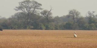 在加纳keoladeo国家公园或bharatpur鸟类保护区的开阔草地上的大白鹈鹕或玫瑰色鹈鹕