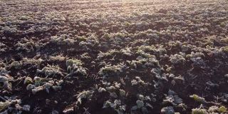 早晨，绿色的农田上覆盖着银白色的霜。田野上的日出。