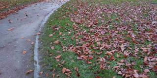 秋天的落叶在公园里。