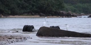 海滩上的水鸟白鹭