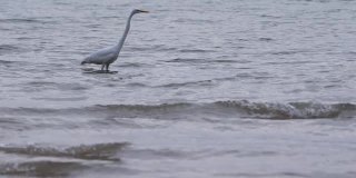 水鸟白鹭捕食鱼类