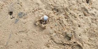 海滩上的一只小螃蟹