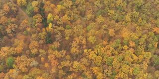 秋天秋叶季节树木-在温带落叶林-无人机俯视图飞行拍摄。