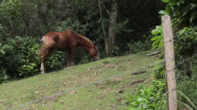 马在篱笆后面的小山上吃草