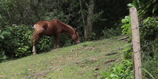 马在篱笆后面的小山上吃草