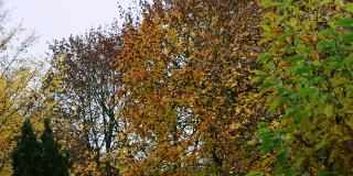 树木失去了叶子。秋天五颜六色的树叶从树上飘落。树木失去了五颜六色的叶子。