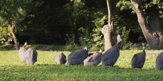 夏日里，一群普通珍珠鸡在农场公园的草地上吃草，背景是绿树。鸟儿在晒太阳。大自然。农业、家庭