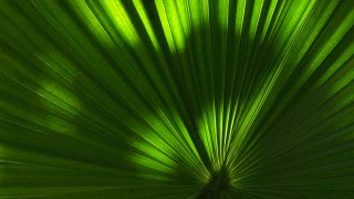 绿叶棕榈与阳光视频素材模板下载