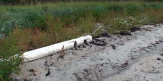 白海岸边的木头浸泡在水里。