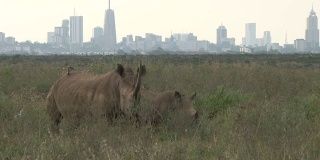 犀牛在公园里安静地吃草，而人类在城市里受苦