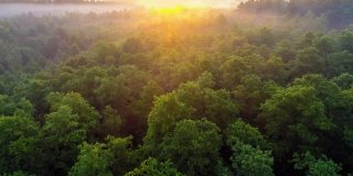 镜头缓缓升起，飞过茂密的森林。黎明时分，在一片壮丽的雾蒙蒙的森林里。黄色太阳温暖的光线照在地平线上。空中HDR高质量拍摄