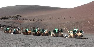 一群在火山地上休息的棕色骆驼