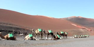 一排骆驼在火山景观中站立和躺下