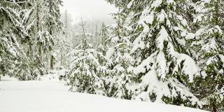 树枝上美丽的蓬松的雪。雪花从云杉树枝上美丽地飘落下来。冬天的童话，树在雪中囚禁。冬天下雪的录像