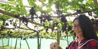 在阳光明媚的日子里，年轻美丽的亚洲妇女农民用数字平板检查悬挂的葡萄藤花园中的葡萄植株。快乐的女园丁准备在葡萄园收获成熟的有机葡萄