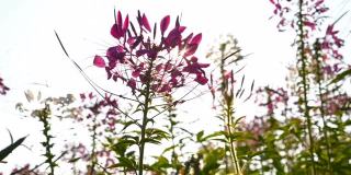 pan view盛开的蜘蛛花或Cleome spinosa against the Sun with light leak在早晨