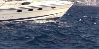 海豚在水上靠近豪华白色游艇的船头