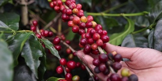 女人摸着树上红莓咖啡的红枝