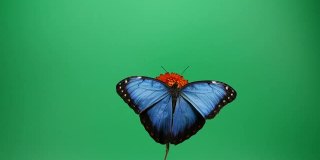 红色花朵上的蓝色大闪蝶