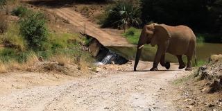 在非洲野生动物保护区，一群大象和可爱的小象在大草原上