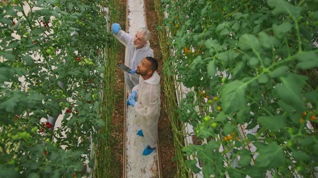 两个男温室技师在谈论高科技温室里的番茄植株