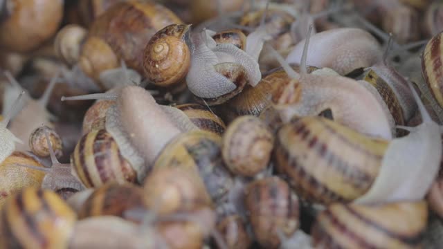 农场里有许多蜗牛。日益增长的蜗牛。农场里的蜗牛。