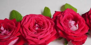 玫瑰花的背景。玫瑰花朵纹理。美丽的玫瑰。热带花园里的玫瑰。色彩鲜艳的玫瑰花。玫瑰花朵图案。束玫瑰花。玫瑰花园。红玫瑰。
