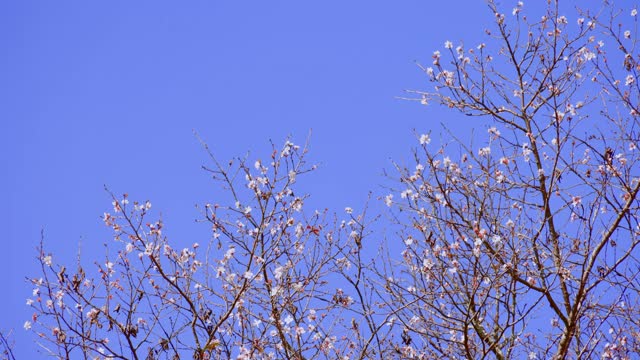 那棵樱桃树已经开始在蓝天上开花了