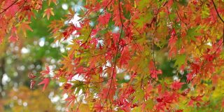 在日本著名的花园中，五颜六色的秋叶在风中摇曳