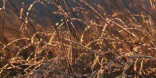晶莹的秋草上凝结的露珠。夜霜。秋天的第一场霜冻。