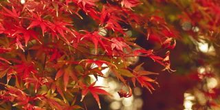 这是一幅在日本花园中拍摄的五彩斑斓、美丽的秋叶随风摇曳的风景