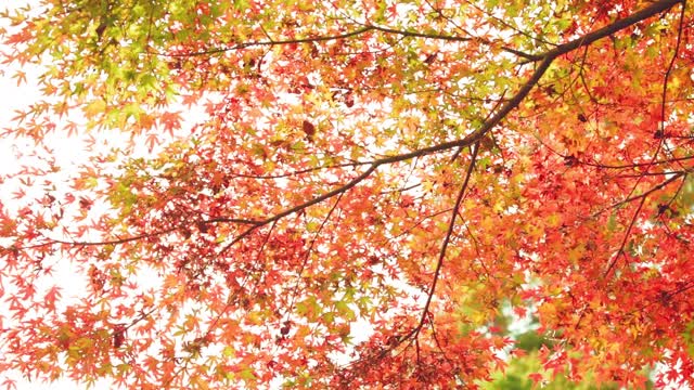 在一个著名的日本花园中拍摄的秋天风景，在那里你可以感受到侘寂
