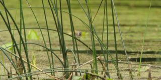 白wagtail (Motacilla alba) -沃罗涅日，俄罗斯