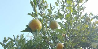 近距离的园丁手采摘橙子与剪刀在橘子田花园在早上的时间与慢镜头。