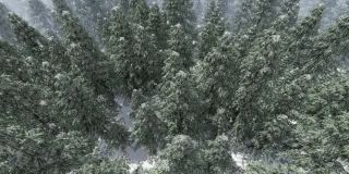 高角度的观点，雪落在杉树森林