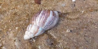 海滩上的一个大贝壳