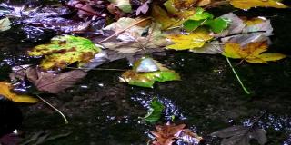 近距离的水流过多彩的秋叶